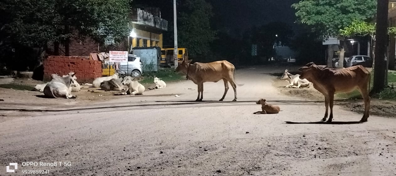 नगर पंचायत असोथर बनी गौशाला, कान में तेल डालकर बैठे ईओ
