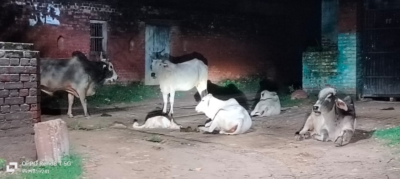 नगर पंचायत असोथर बनी गौशाला, कान में तेल डालकर बैठे ईओ