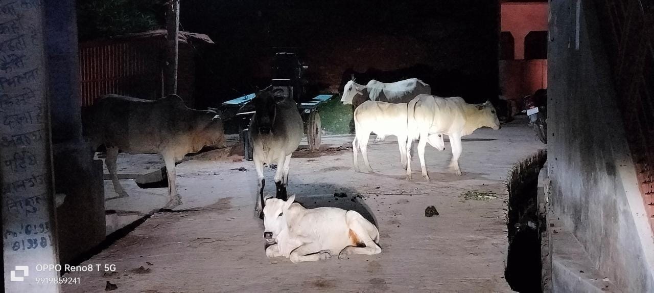 नगर पंचायत असोथर बनी गौशाला, कान में तेल डालकर बैठे ईओ