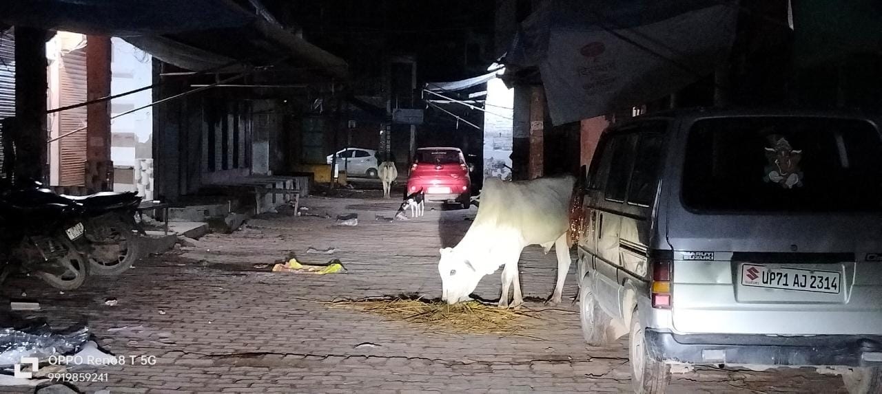 नगर पंचायत असोथर बनी गौशाला, कान में तेल डालकर बैठे ईओ