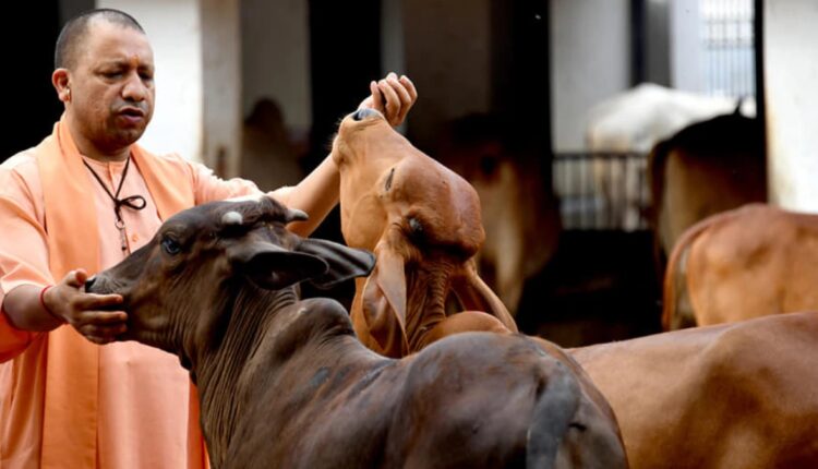 पांच माह में 31 करोड़ से देसी गायों की नस्ल सुधारेगी योगी सरकार, एक्शन प्लान तैयार