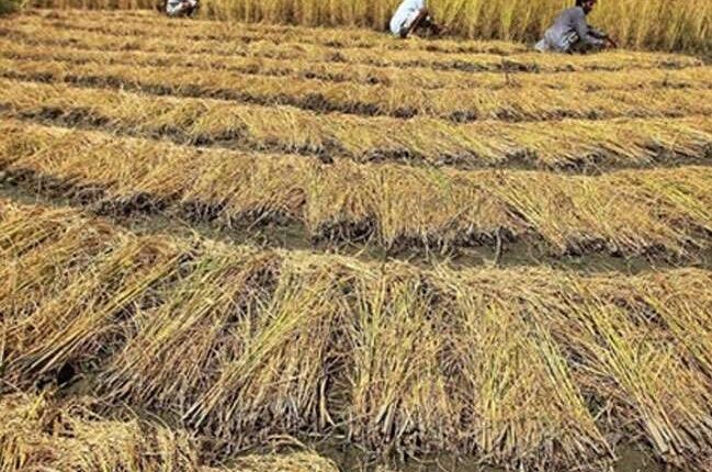 आय का स्रोत बनेगी पराली, बुलंदशहर में दिसंबर तक शुरू होगा प्लांट