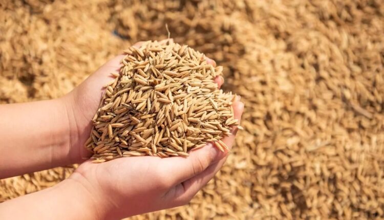 पूर्वी उप्र में पहली नवंबर से शुरू होगी धान खरीद