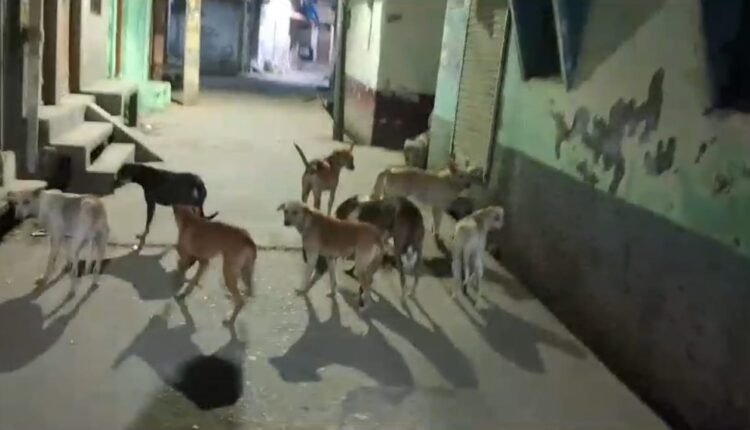 ज़खीरे की बजरिया में कुत्तों का आतंक